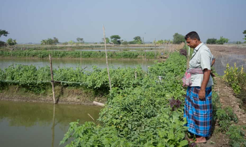 A dyke farming project in Bangladesh supported by the charity Practical Action