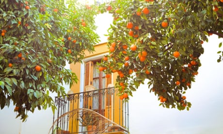 Window with Balcony and railing, partially hidden by orange trees, Seville.