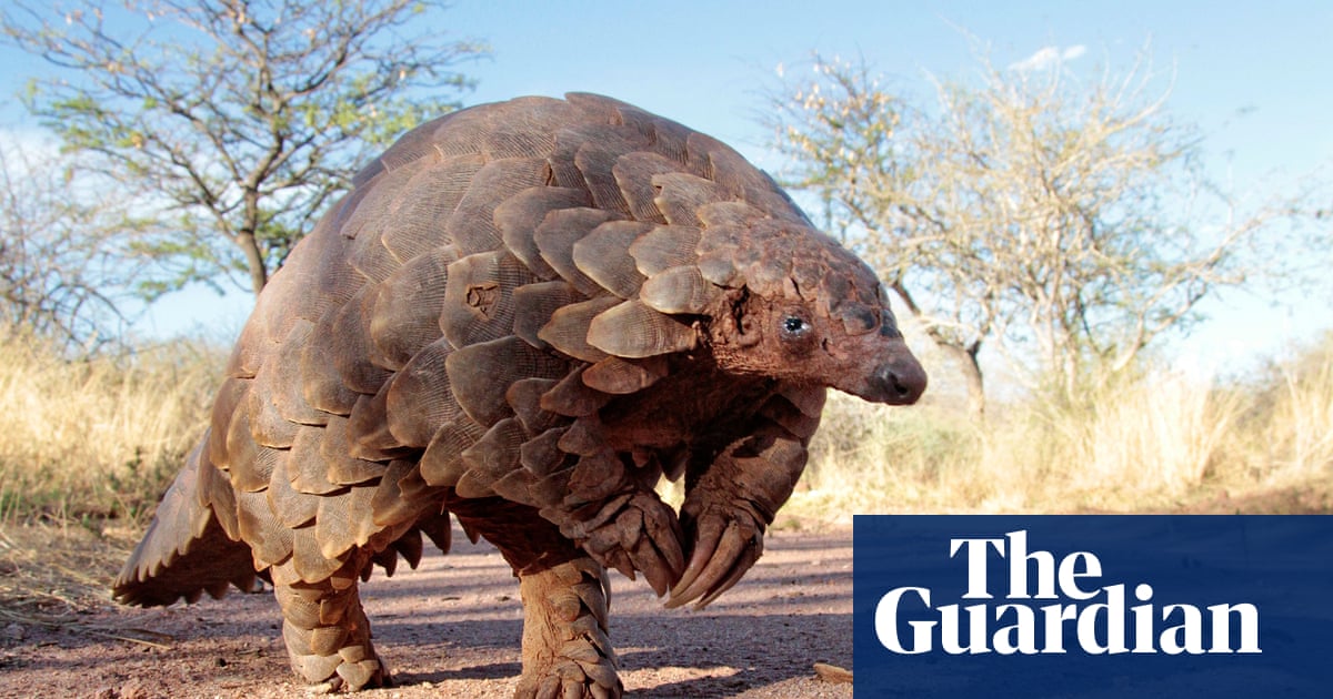 Deadly appetite: 10 animals we are eating into extinction | Environment |  The Guardian