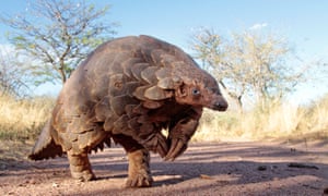 A rare cape pangolin. Their scales are used in traditional Chinese medicine.