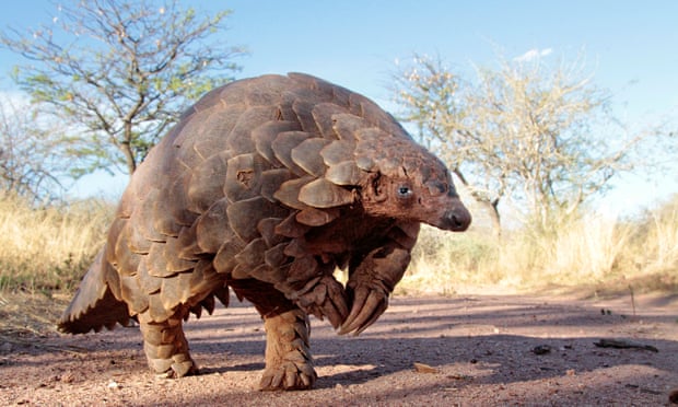 A rare cape pangolin. Their scales are used in traditional Chinese medicine. 