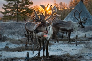 Reindeers outside the tents belonging to the nomadic tribe