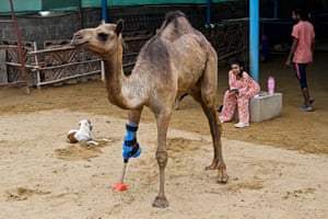 Cammie, an amputee camel walking with a prosthetic leg at the CDRS Benji animal welfare project shelter house in Karachi, Pakistan. Cammie, a young camel whose front limb was brutally chopped off walked for the first time with a prosthetic leg