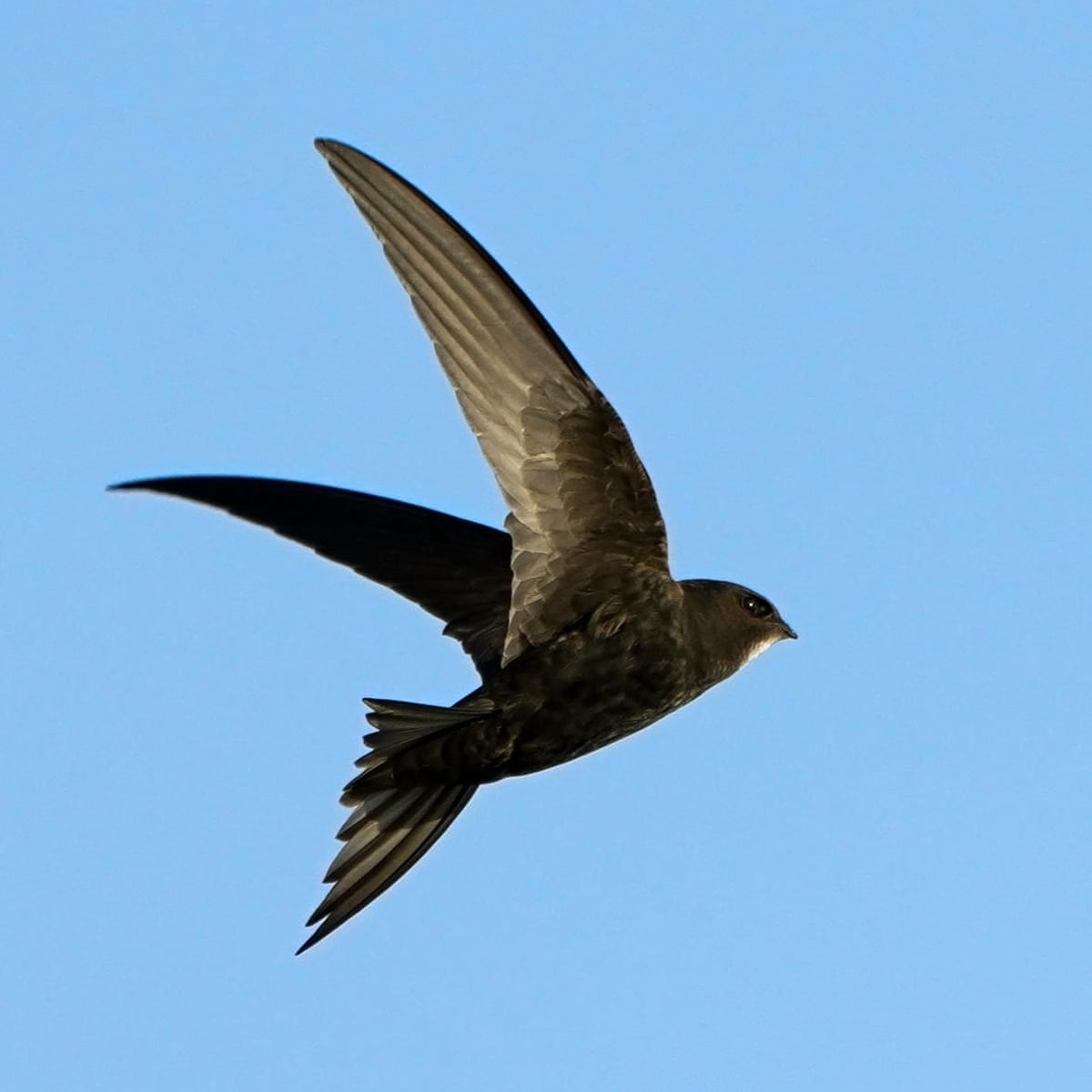 Country diary: A swift hunting among house martins is a joy to savour |  Birds | The Guardian