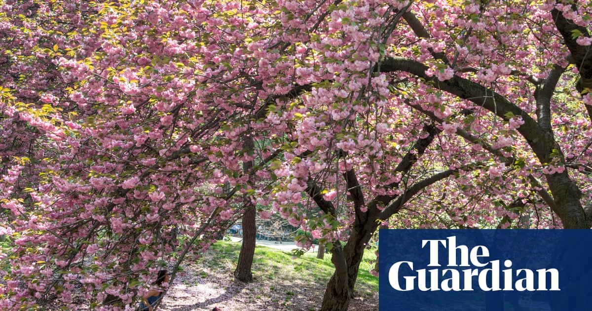 Whistler by Ann Patchett review – a saccharine story of reunion