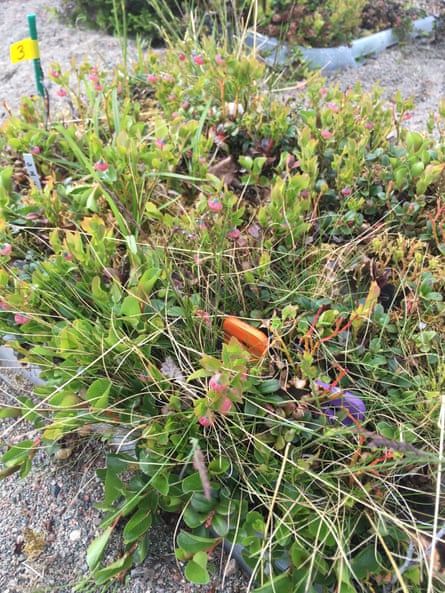A mesocosm with heath tundra vegetation used in experiments at the Abisko Scientific Research Station.