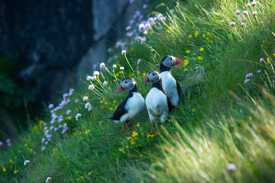 Puffins.