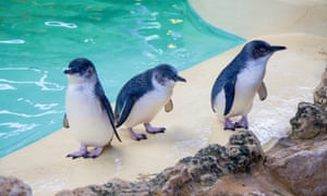 Three little blue penguins at Penguin Island.