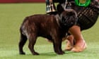 ‘No discernible nostrils’: Crufts in row over prizes for French bulldog