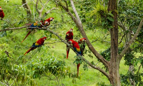 Scarlet macaws in Costa Rica.