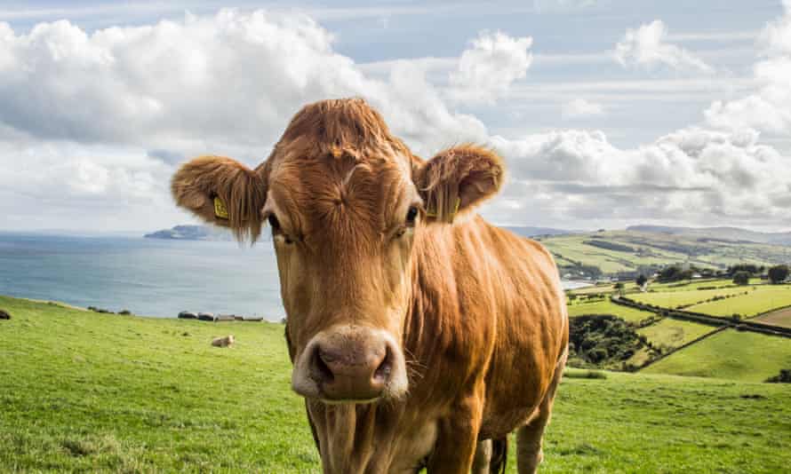 No hay tiempo para pararse y mirar las vacas cuando se trata de hacer el censo.