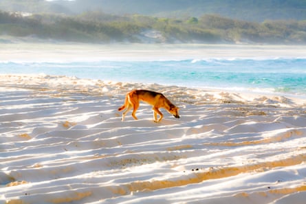 Dingo prowling white sandy beach on K’gari in sunshine