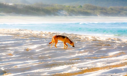 A dingo on a beach