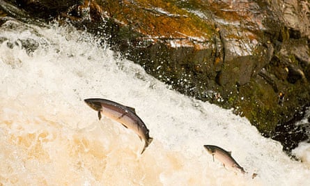 Salmon Leaping at Falls of Shin, Scotland.
