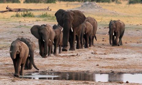 A herd of elephants in Hwange National Park