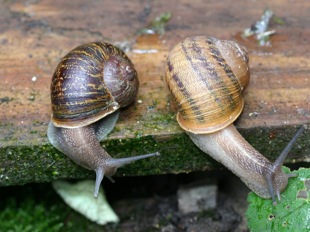 Jeremy The Lonely Left Coiling Snail Loses Out In Love Triangle Uk News The Guardian Jeremy The Lonely Left Coiling Snail Loses Out In Love Triangle Uk News The Guardian