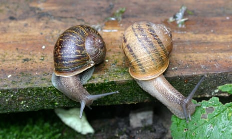 Lefty (right) and Jeremy the snail who has found himself unlucky in love.