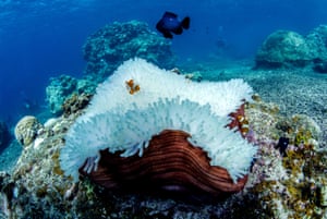 A bleached anemone around Okinawa, Japan in September 2016.