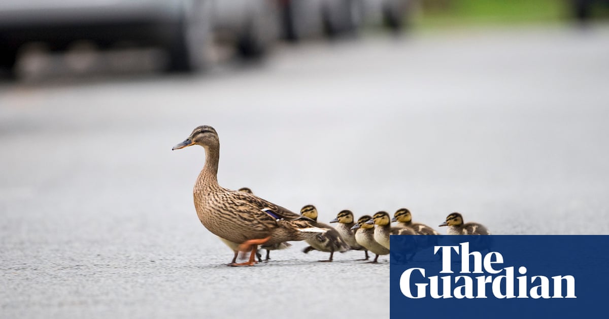 Police warn against vigilante action against duckling hit-and-run driver