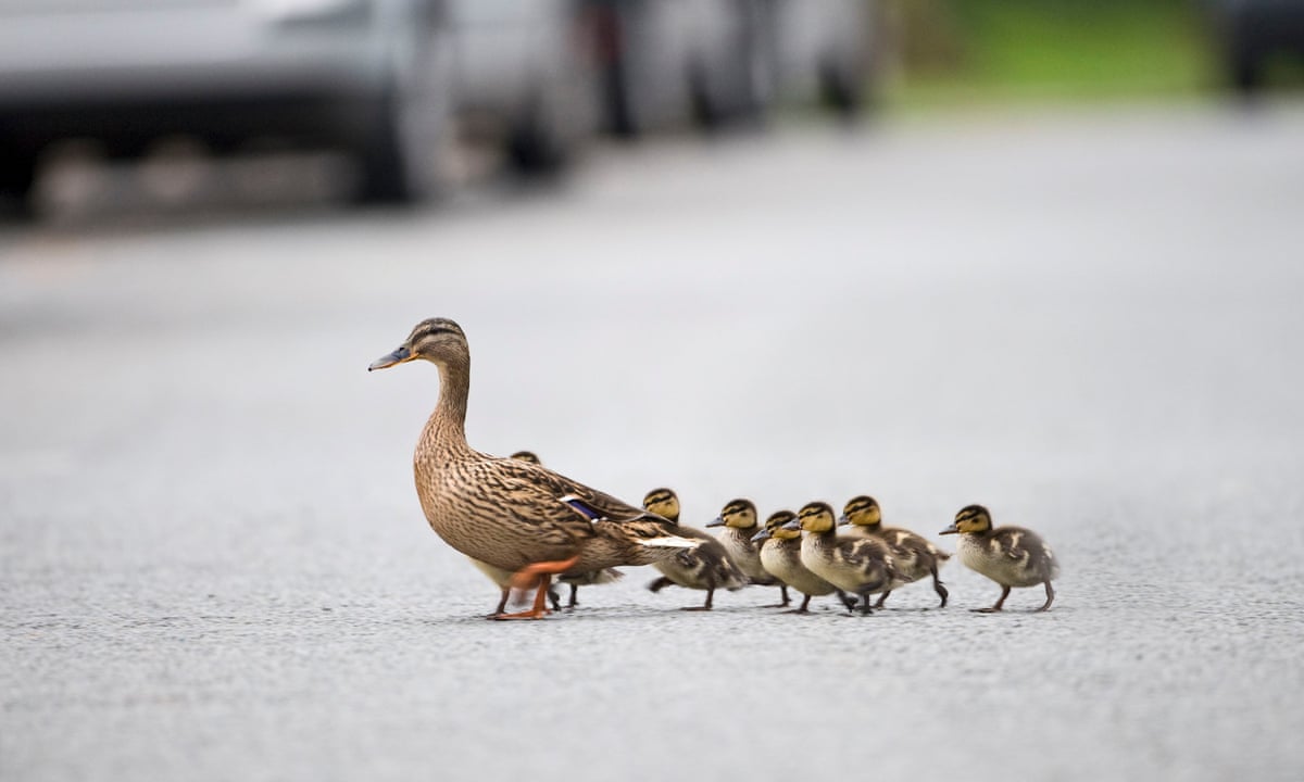 Duckling Insects Duck And Duckling