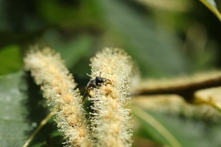 Bee on chestnut inflorescence