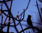 Country diary: A late-night nightingale serenade | Nic Wilson