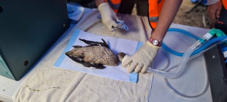 A grey teal duck is treated by a Wildlife Victoria vet on the first day of the shooting season. They are legal to shoot but this one was left behind