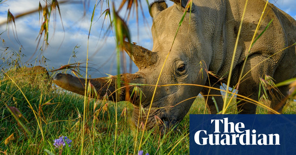 Just two northern white rhinos remain. The species’ first IVF pregnancy could save them from extinction