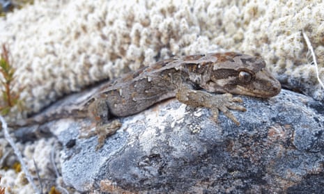 The Cupola gecko, rediscovered after more than a decade without a sighting in the Nelson Lakes 