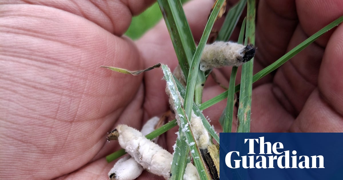 Halting the march of the armyworm: fungus discovery offers hope to African farmers