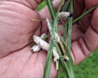 Halting the march of the armyworm: fungus discovery offers hope to African farmers