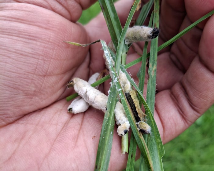 Halting the march of the armyworm: fungus discovery offers hope to African farmers