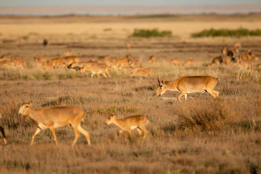 Los antílopes saiga corren en un prado en las afueras de Almaty.