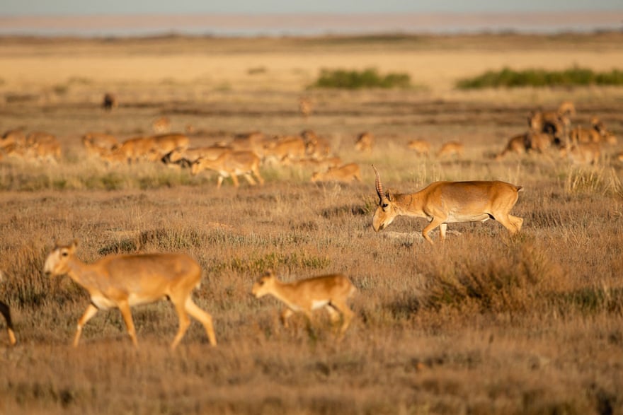 Saiga antelopes run on a prairie outside Almaty.