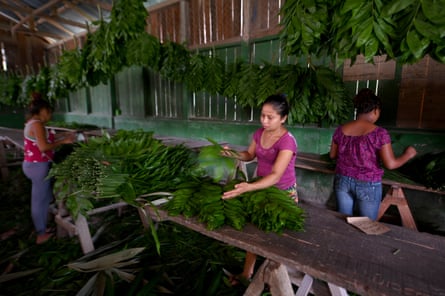 Three women in a building with slatted sides sort through xate palm leaves.
