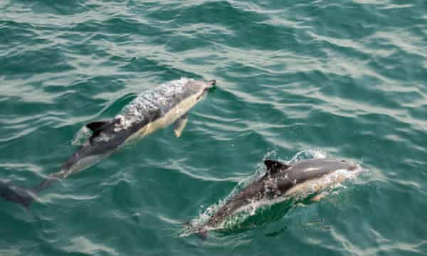 Atlantic white-sided dolphins