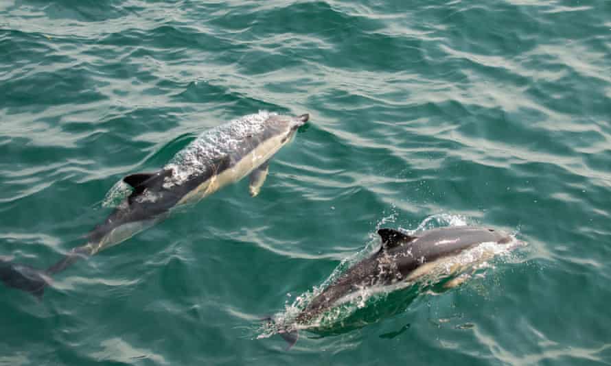 Atlantic white-sided dolphins