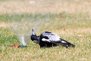 A magpie stands under the water of a sprinkler on a warm afternoon