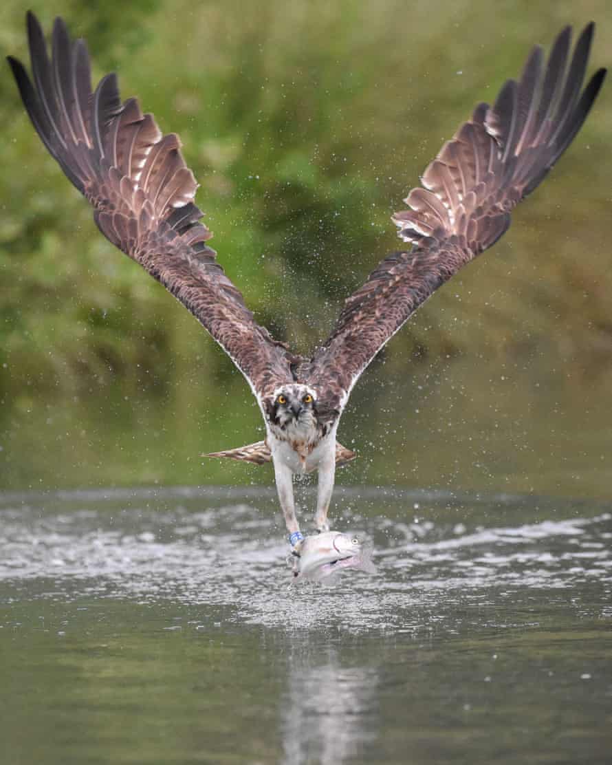 Fish supper: an osprey on Rutland Water.