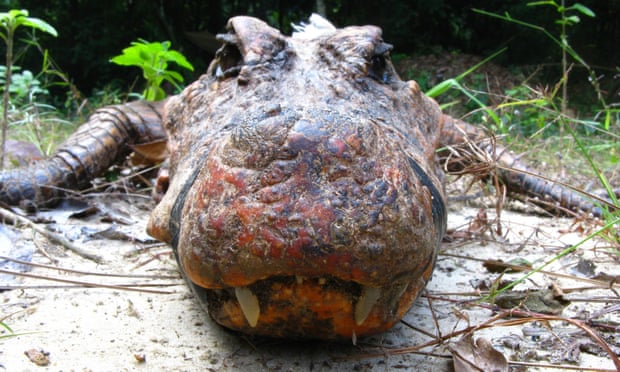 A cave crocodile showing off his orange-red mug.