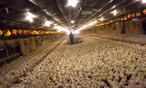 A chicken farm in Fairmont, North Carolina.