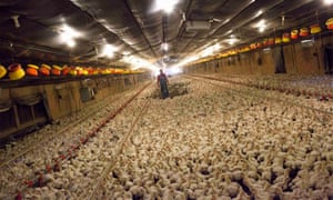 Image result for factory farming
