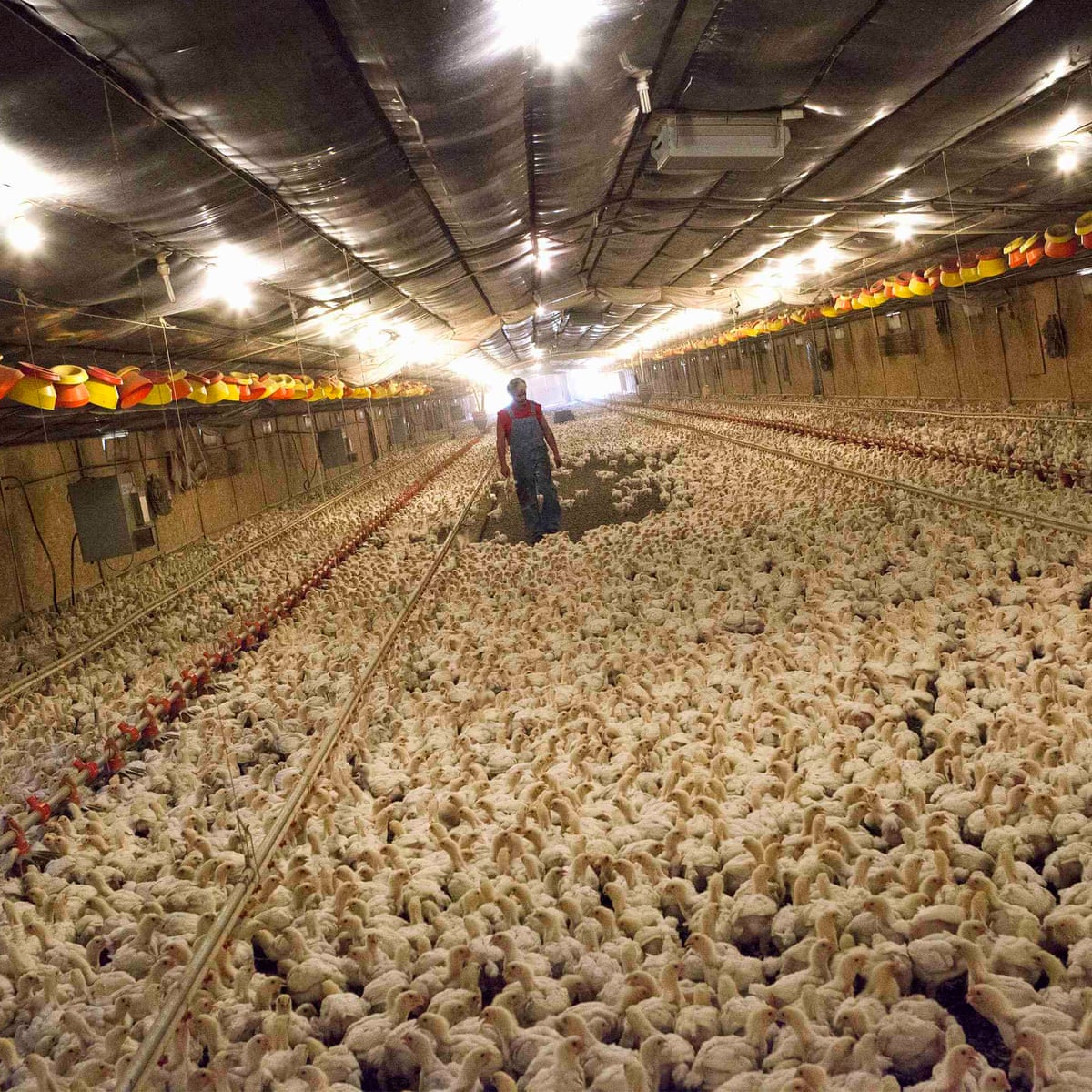 Massive Fire Devastates Illinois Poultry Farm, Killing Over a Million Chickens