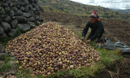 A worker picking potatoes high in the Andes.