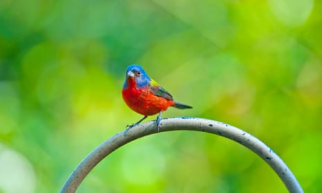 A painted bunting in Florida. Painted buntings are about 5in in length, dine on seeds and insects and prefer to construct nests in dense foliage.