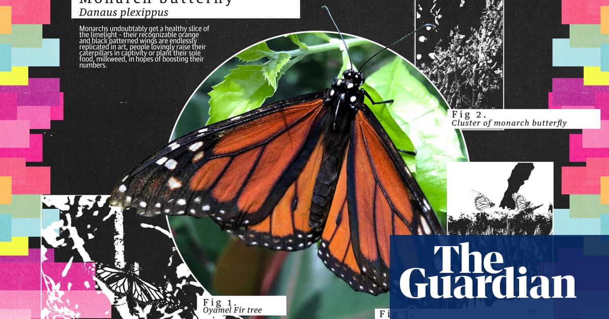More than beautiful: the beloved monarch butterfly is one of the world's great migrators
