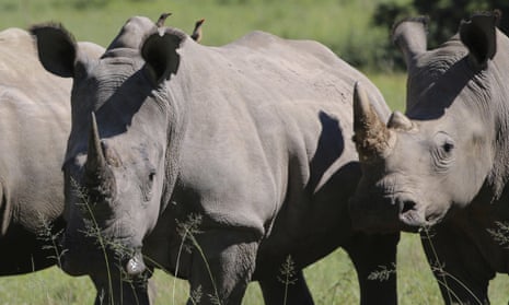 Rhinos in South Africa, where 1,054 of the animals were killed by poachers in 2016