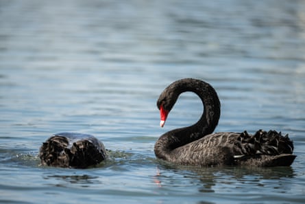 black swans
