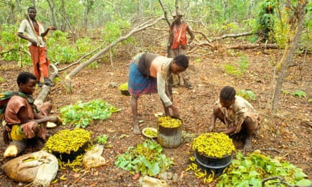 Workers gather mopane caterpillars, preparing them for sale in Kopa, Zambia.