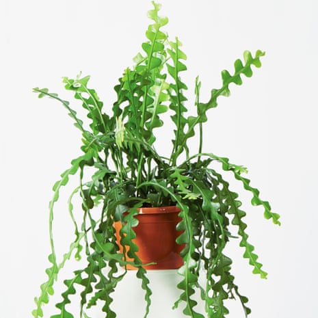 Houseplant of the week: fishbone cactus | Gardening advice | The Guardian